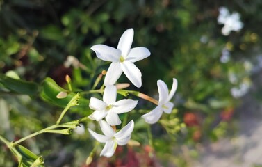 Common jasmine: a species of Jasmine, its botanical name is Jasminum officinale.