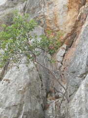 Rock formation with a small tree in a rocky area