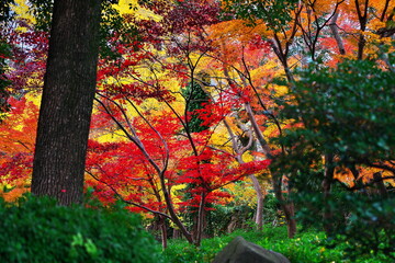 都会の紅葉