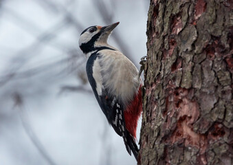 woodpecker on tree