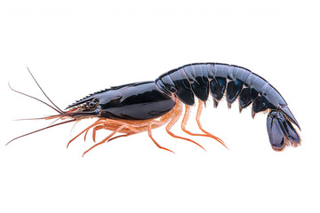 Fototapeta premium Red Shrimp Swimming in Vibrant Detail against Black Background Digital Artwork