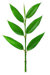 Fototapeta premium Isolated Fresh Green Leaf Against Dark Grey Background Under Studio Lighting