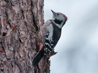 woodpecker on a tree