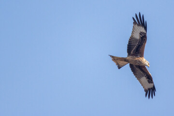Nibbio Reale, Milvus milvus, nell'oasi naturalistica di Manzolino.