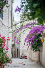 flowers in the street street in the town of Molfetta in Apulia