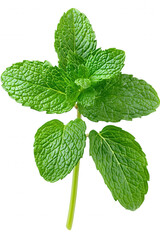 Single Fresh Mint Leaf on Dark Background