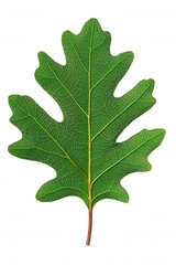 Fototapeta premium Vibrant Green Maple Leaf Against Black Border, Nature's Contrast in Perfect Harmony