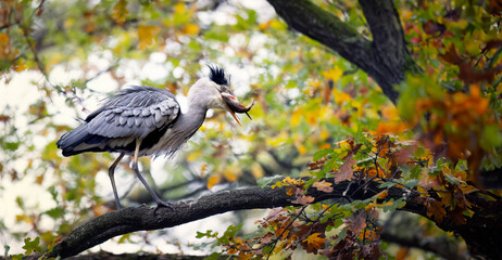Egretta garzetta caught a fish in the water and flew up a tree to eat it.