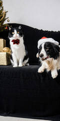 Obraz premium Festive Cat and Dog in Santa Hat by Christmas Tree with Gifts on Black Sofa