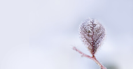 Beautiful frosty winter day. Macro shot of white rime crystals on a leaf with copy space.