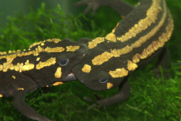 Closeup on an colorful aquatic adults of the endangered Laos warty newt, Paramesotriton or Laotriton laoensis biting