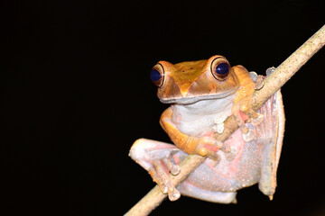 Madagascar tree frog on a branch isolated