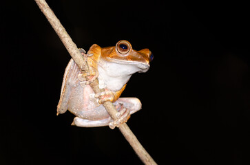 Madagascar tree frog on a branch isolated