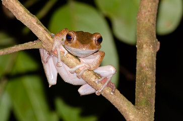 Madagascar tree frog on a branch isolated