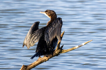 Marangone minore, Microcarbo pygmeus, all'oasi naturalistica di Manzolino.