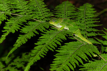 Madagascar green chameleon on a fern leaf