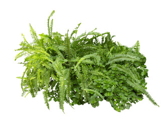 Tropical plant fern moss bush tree jungle stone rock isolated on white background with clipping path .	
