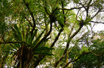 Tropical forest with ferns and big trees canopy