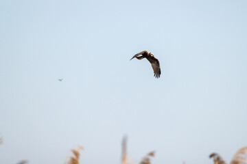 Falco di palude, Circus aeruginosus, all'oasi naturalistica di Manzolino.