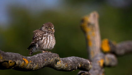 Athene noctuahe sits on a beautiful wooden fence and looks out for food.