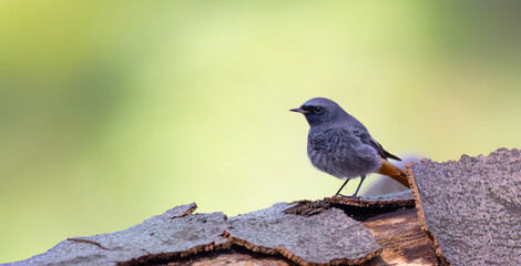 Common Redstart Phoenicurus phoenicurus sitting on a wooden stake and singing.