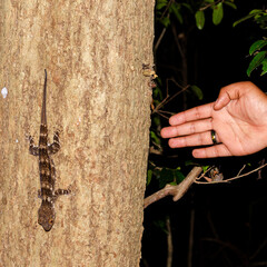 Giant tree gecko in Amber Mountain Madagascar