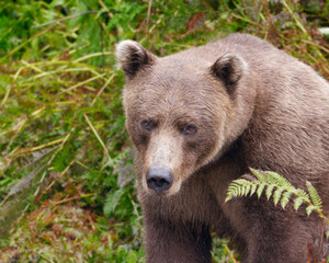 Close-up photo of an Alaskan Brown Bear sitting among the grass in Big River Lakes, Alaska, USA	
