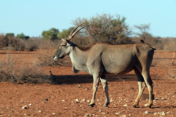 elenantilope in freier Wildbahn in Namibia