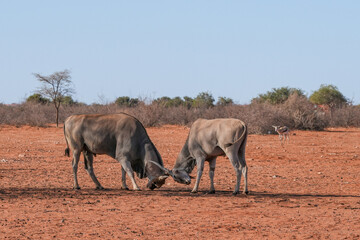 elenantilopen in freier Wildbahn in Namibia im Kampf