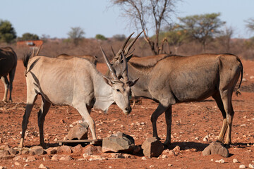 elenantilopen in freier Wildbahn in Namibia