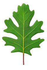 Fototapeta premium Black Oak Leaf Against Vibrant Green Background Natural Balance Photography