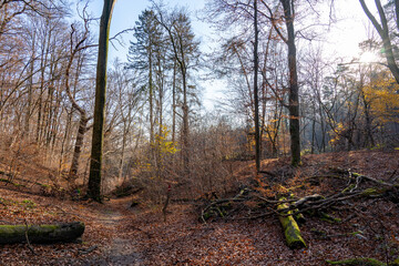 Der Güldenberg in der Wahner Heide