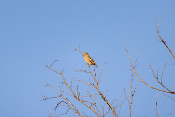 Frosone comune, Coccothraustes coccothraustes, negli appennini bolognesi.
