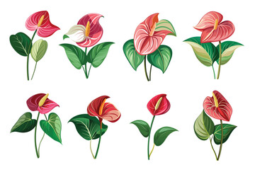 Set of Anthurium vector illustrations isolated on a white background