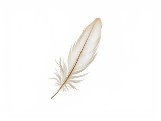 Fototapeta premium Delicate White Feather Against Minimalist White Background