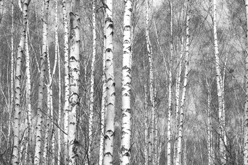 Obraz premium beautiful scene with birches in autumn birch forest