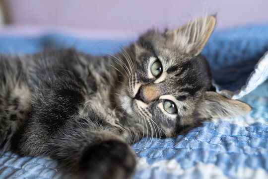 gatto
