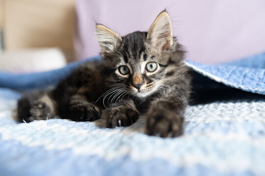 gatto 