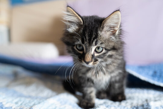gatto domestico