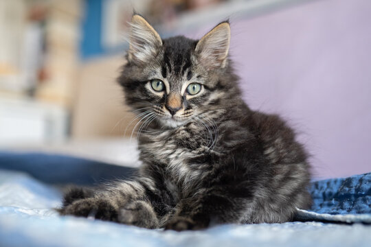 gatto soriano