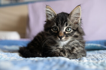 gatto domestico