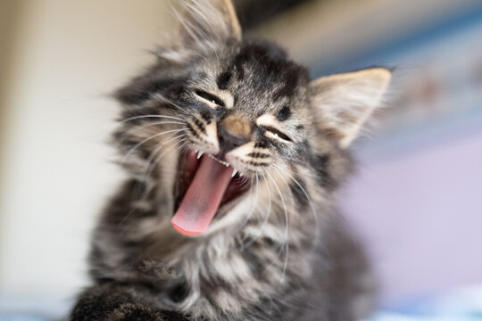 gatto