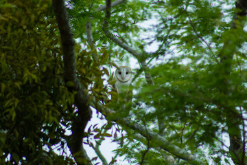 Aves de la amazonia del Beni Bolivia