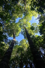 Fototapeta premium Canopy View