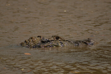 Caiman negro nadando en el rio Yacuma