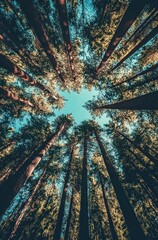 Forest Canopy