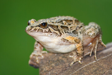 Pointed-snouted frog with the scientific name of (Discoglossus galganoi). It is a species of frog from the Discoglossidae family. A frog on top of a rock.