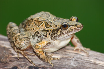 Pointed-snouted frog with the scientific name of (Discoglossus galganoi). It is a species of frog from the Discoglossidae family. A frog on top of a rock.