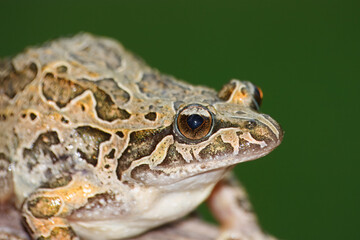 Pointed-snouted frog with the scientific name of (Discoglossus galganoi). It is a species of frog from the Discoglossidae family. A frog on top of a rock.