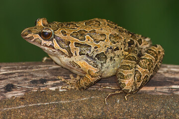 Pointed-snouted frog with the scientific name of (Discoglossus galganoi). It is a species of frog from the Discoglossidae family. A frog on top of a rock.